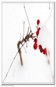 一种相思