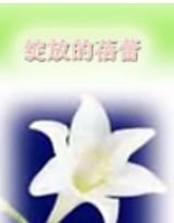 綻放的蓓蕾
